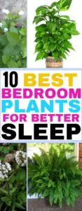 These best plants for bedrooms that can help you sleep better are absolutely amazing! 