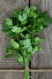 cilantro as a substitute for parsley