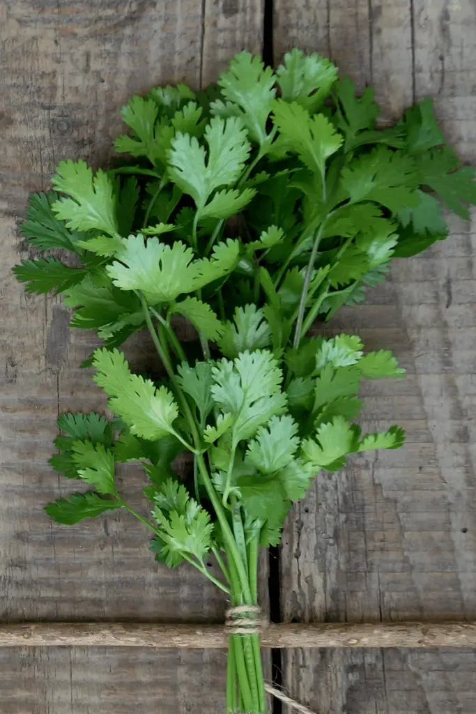 cilantro as a substitute for parsley