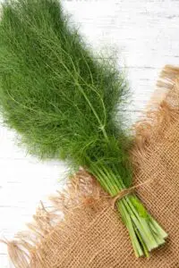 dill substitutes
