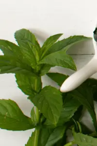 mint as a sub for basil in pesto